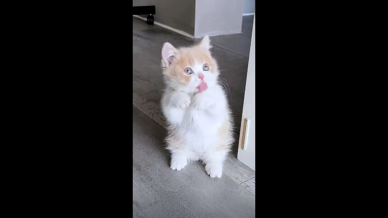 The cutest show ever