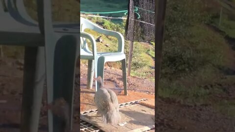 Duckling does not want to share her doorstep with guinea fowl keets