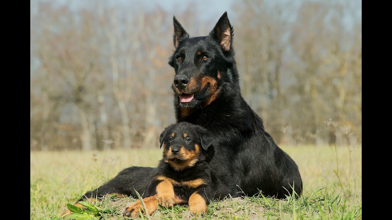 Guard Dog Training Step by Step....!!!