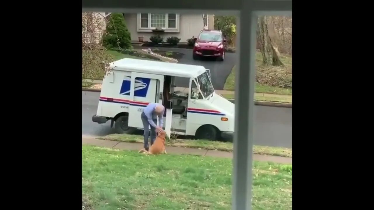 Winnie the Golden loves her mailman