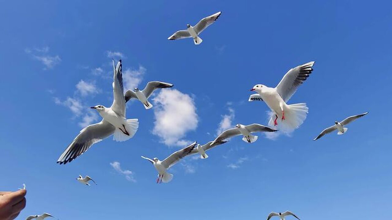 Great Danes Watch in Awe as Snacks in Mid-Air! πΆπ¦
πΏ
