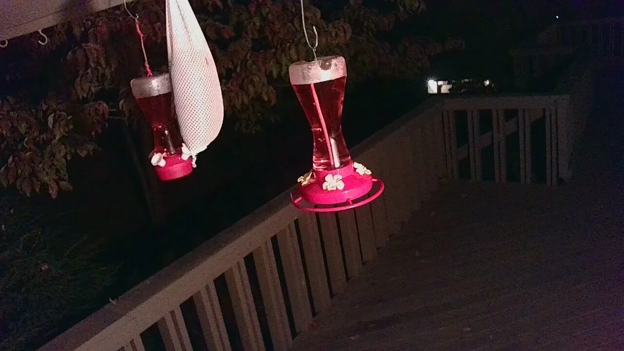 Live Bird Feeder Sept 30 2021 "Frogs All night" Asheville NC. In the mountains.