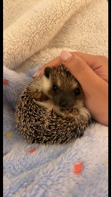 Watch this little hedgehog unball!