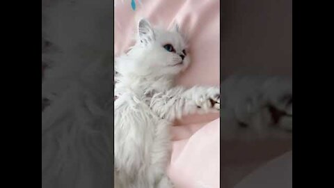 Aww Cute Baby Cat Video Funny