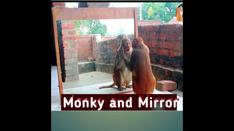 Monky and Mirror