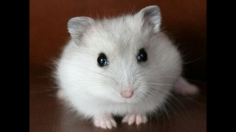 Funny hamster with character