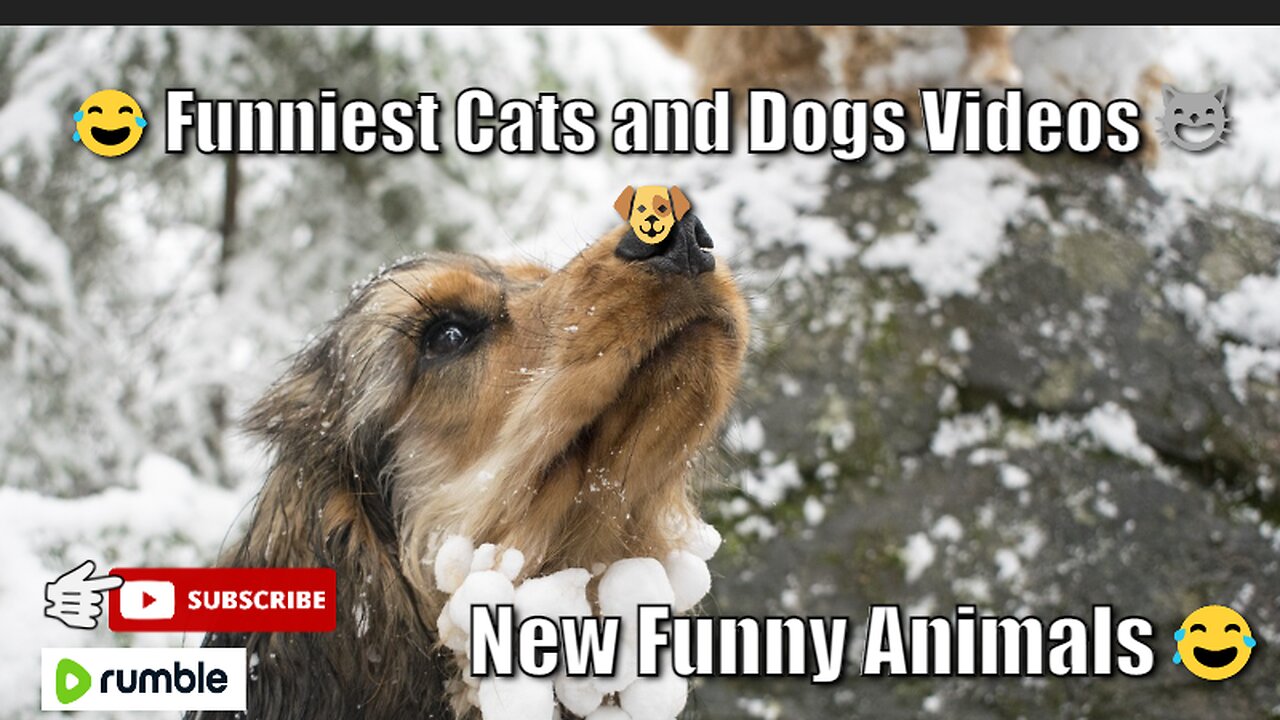 New Funny Animals π Funniest Cats and Dogs Videos πΊπΆ