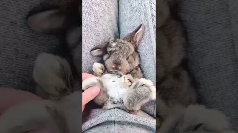 relaxation for the rabbit