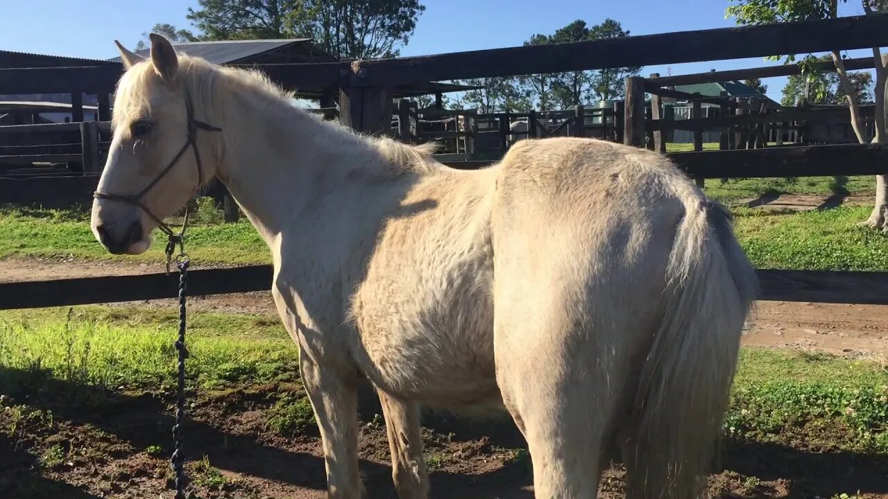 Halo returned from the trainers