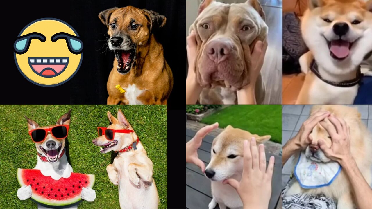 Funny Dogs compilation 2022 🤣🤣