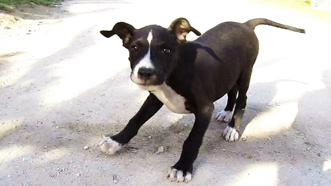 Adorable Cuban puppy plays with Canadian tourists