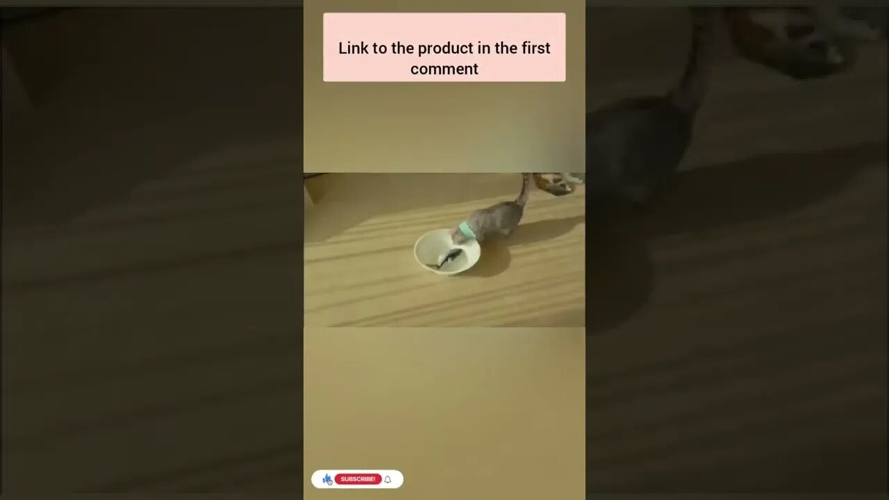 Enjoy fun games with your cat😻2