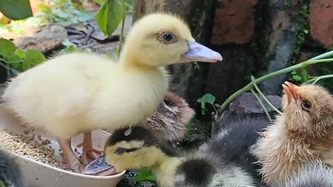 Chicks and ducklings