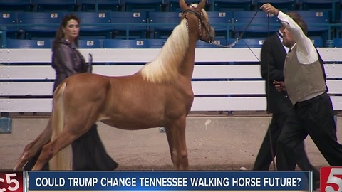 USDA Bans Tools Used In Tennessee Walking Horse Industry