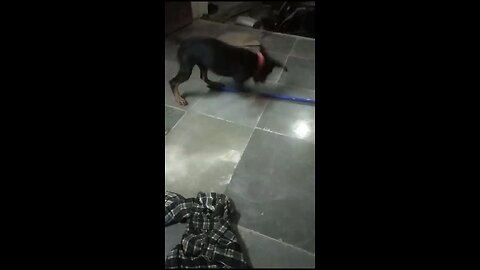 Rottweiler Barking on stick 😂 Rottweiler Guard Dog✌️