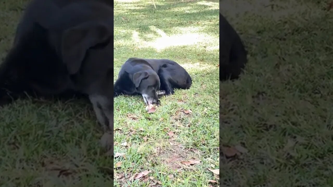 My champion and guardian Duke!