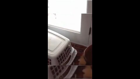 Funny animals - Funny cats / dogs - Funny animal videos 2023