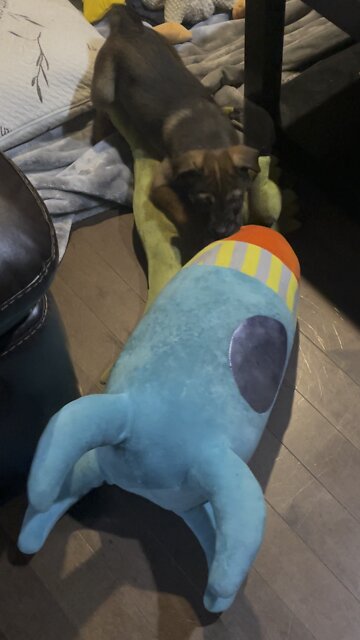 Puppy vs Rocket Round 1