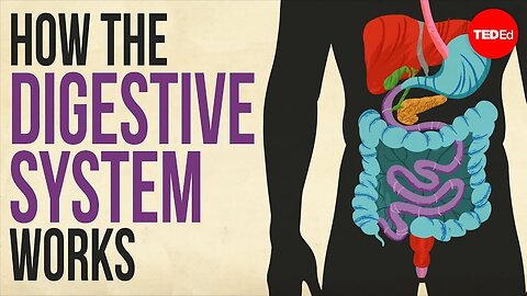 How your digestive system works