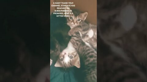 #shorts 🐱🐾🐈