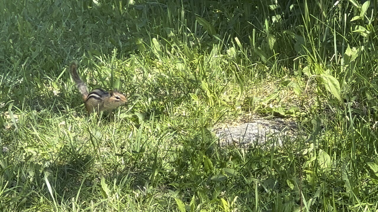 Jumping Chipmunk