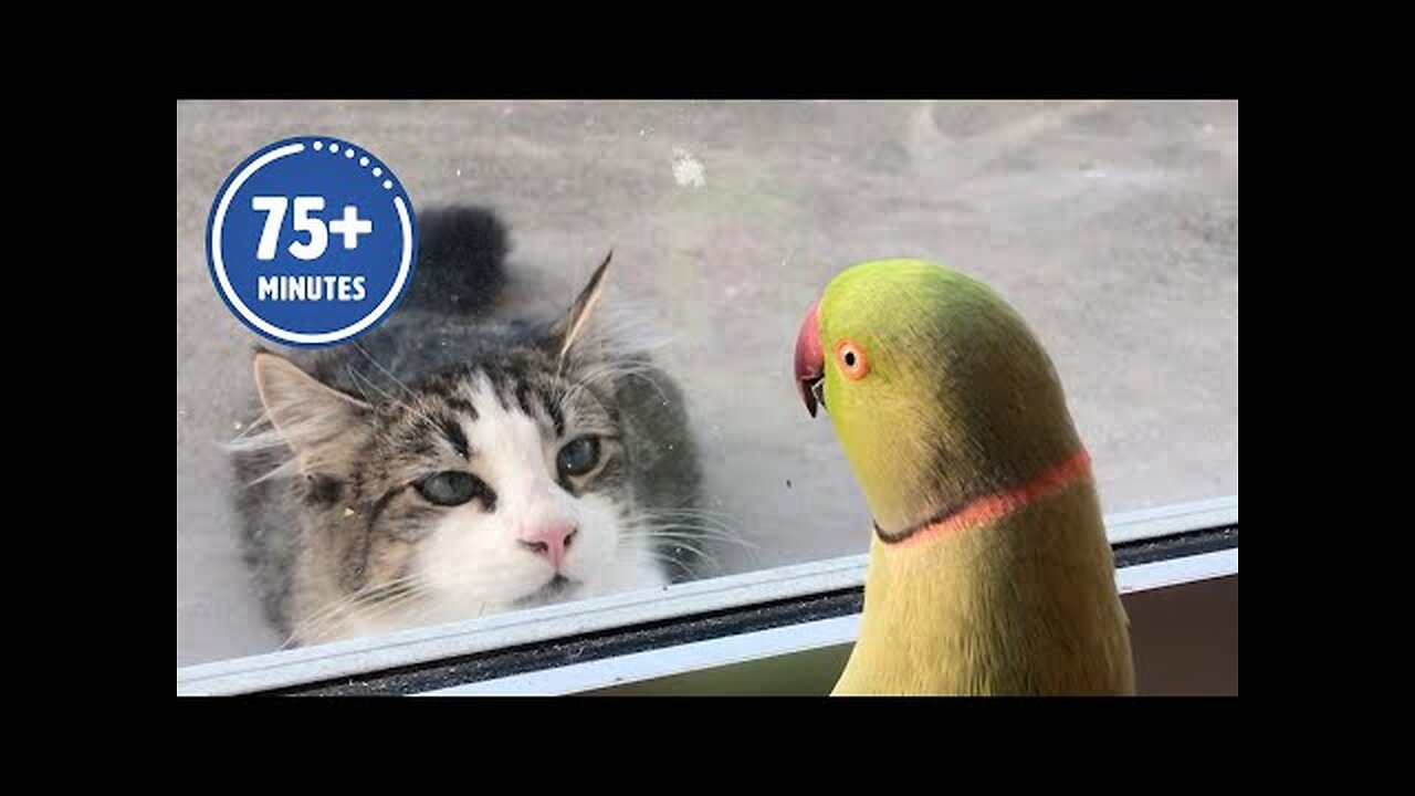 The FUNNIEST Pet Videos of 2023! 🤣 | BEST Compilation