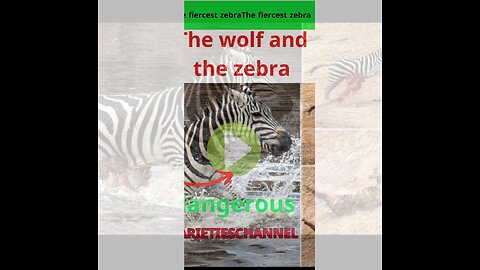 The fiercest zebra preying on wolves