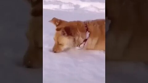 Dog playing with snow #shorts