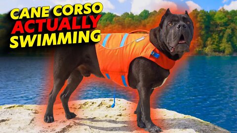 Cane Corso ACTUALLY Swimming FINALLY!