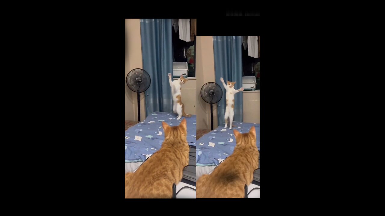 Cute cat 🐱 funny dance