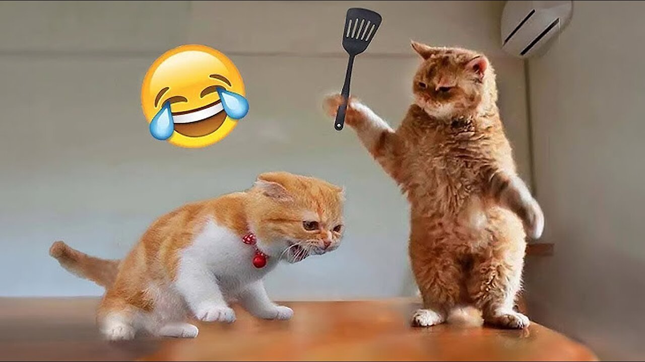 Funny Animal Videos 🥰 - Funniest Dogs and Cats Videos 😅