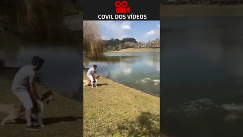 capivara tenta atacar cachorro