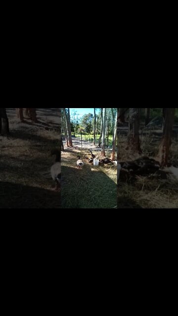 Ducklings and Geese eating and drinking