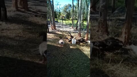 Ducklings and Geese eating and drinking