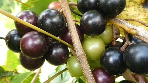 Grapes (From the vine to the glass)