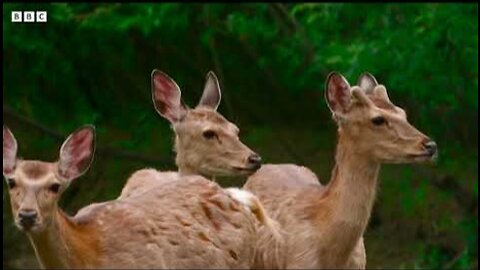 Crane Protects Baby Chick from Deer Herd - 4K UHD - Japan- Earth's Enchanted Islands