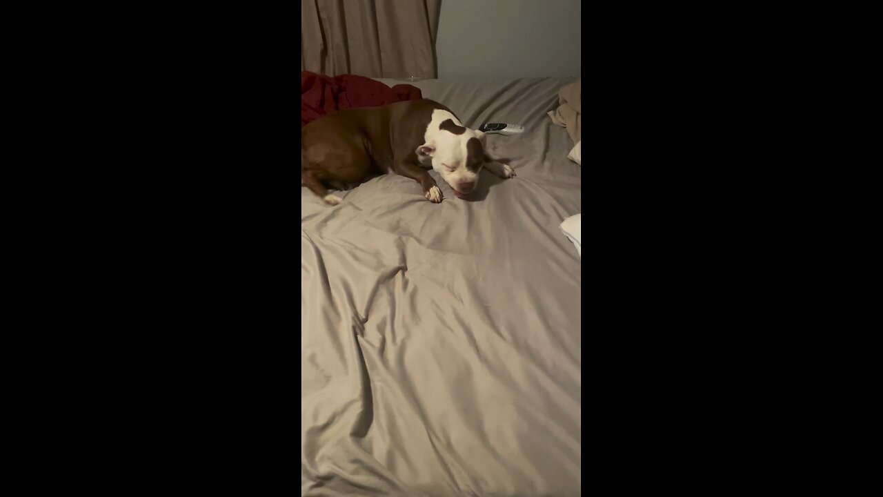 When I wake her up #pitbull #americanbully