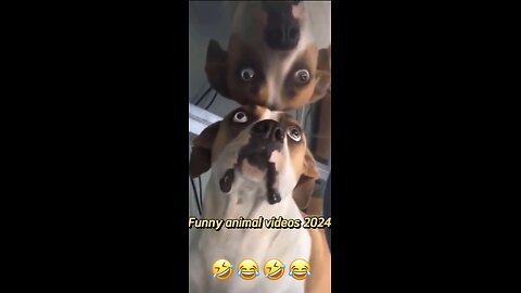 Funny animal videos 2024 😂😂😂🔥🔥🔥