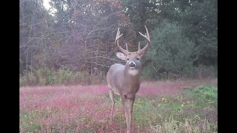 Understand Dominant Bucks for Hunting Success This Season