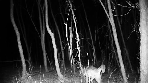 Coyote peeing on my trail cam!
