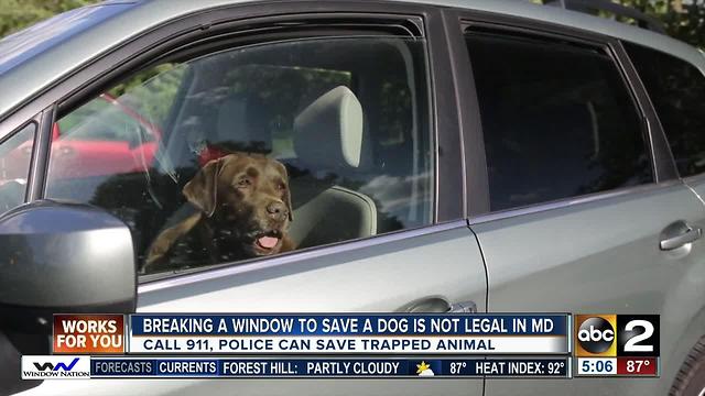 Smashing a window to save a trapped animal could get you in trouble with the law