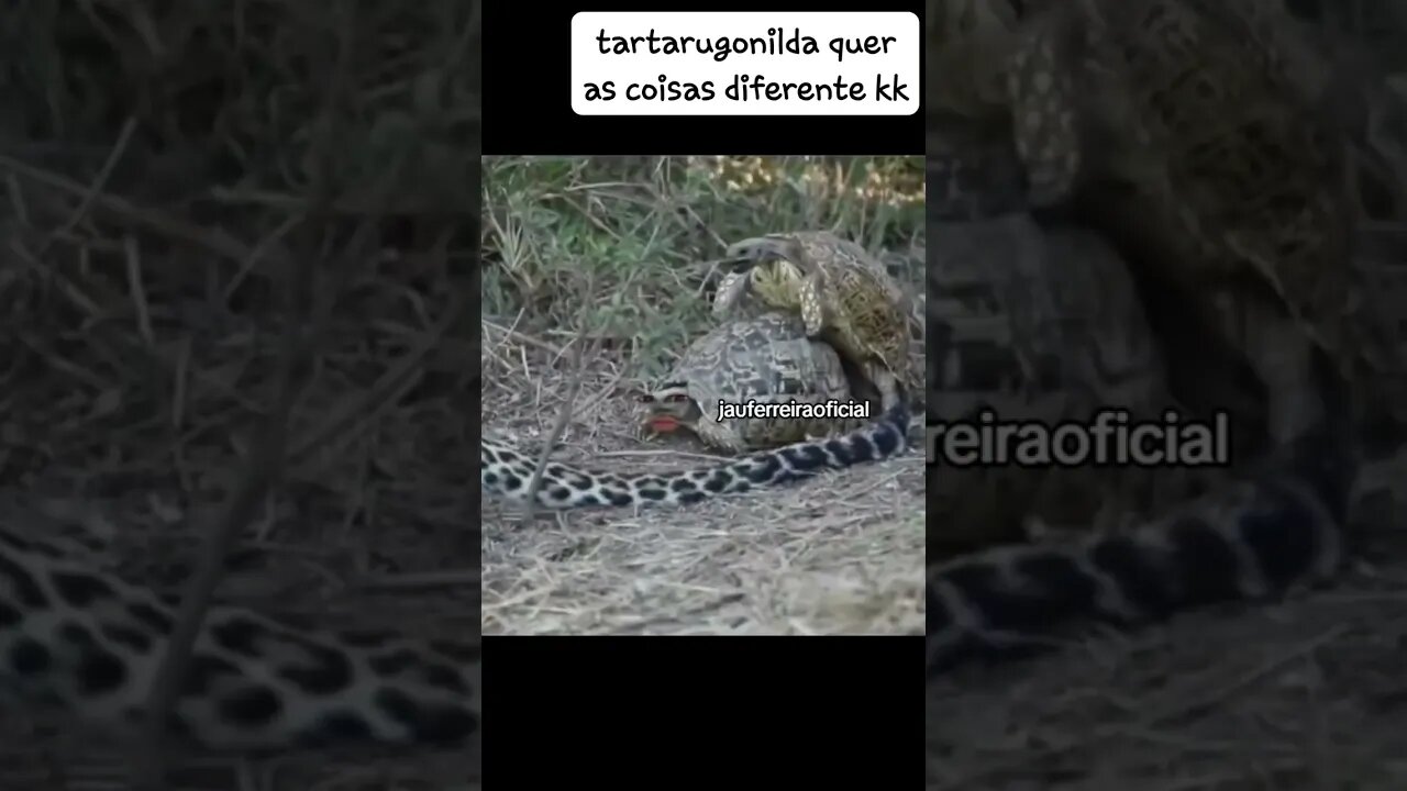 tartarugaonilda