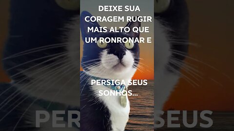 Gato Bartolomeu Tunico - Inspiração Felina para o Dia!