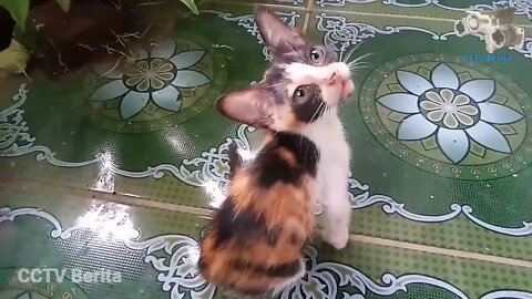 Anak Kucing Hitam Dan Belang Tiga