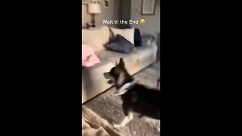 Funny Dogs And Cats Videos 1:28