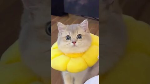 funny cat videos | cute cat videos| cute animals funny cats #shorts #shortsfunny #cutecat #funnycat