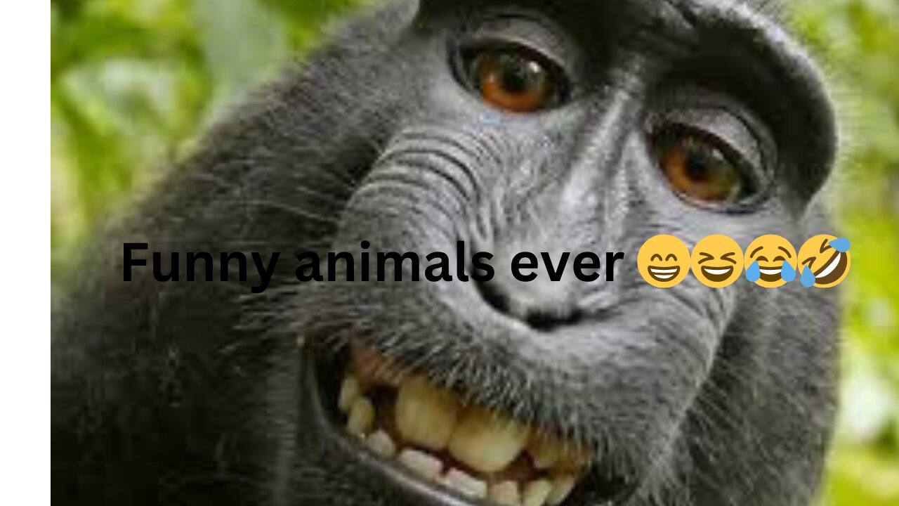 Funny animals ever | best animal video ever