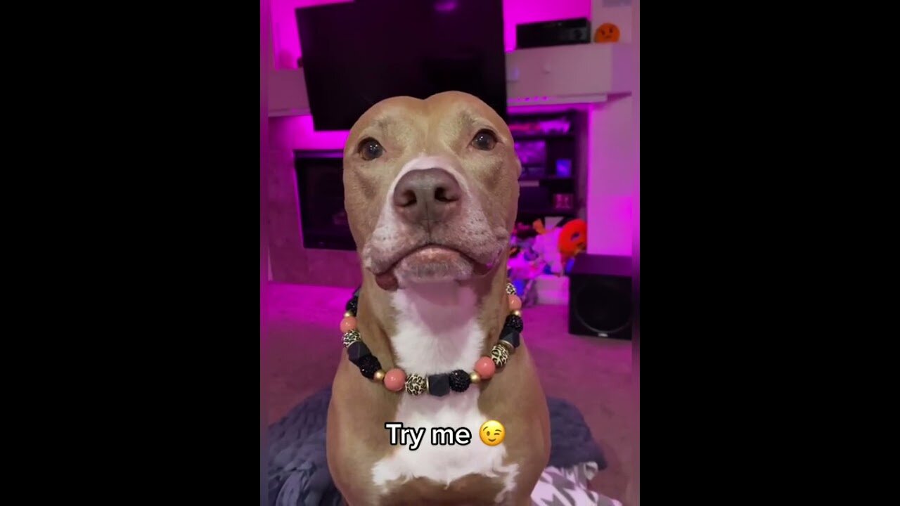 Super Funny Dog Videos From Tiktok!