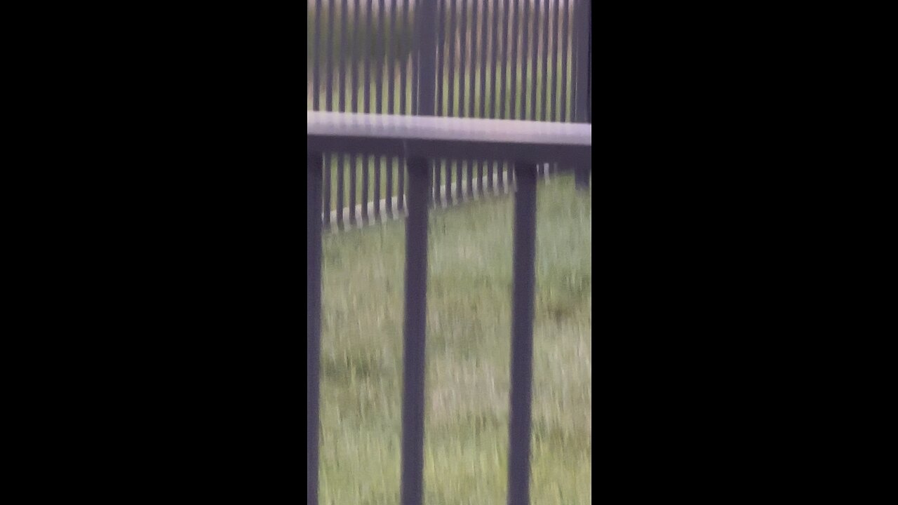 Deer in backyard