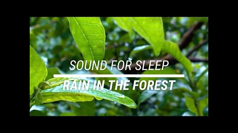 Sound for sleep Rain in the Forest 3 hours